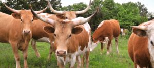 Longhorn Cattle at the Landfill