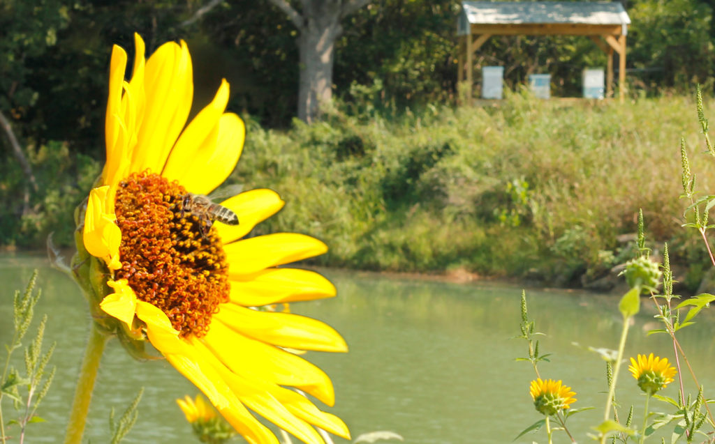 Oklahoma Landfill Honey Bees