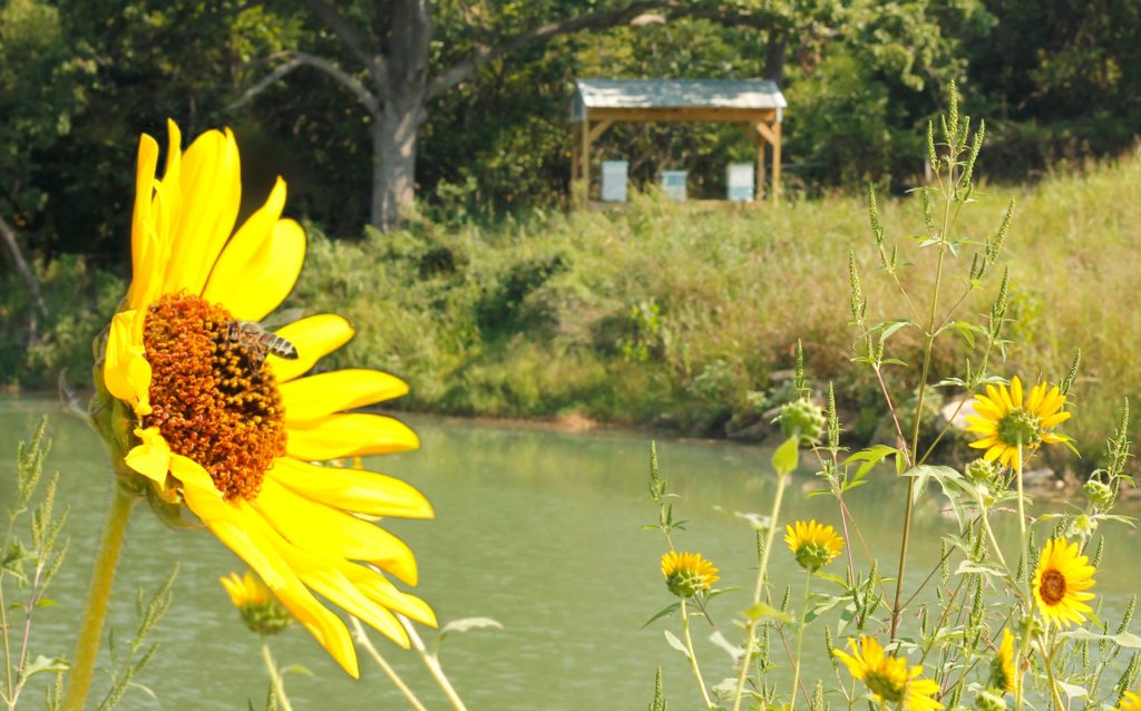 Oklahoma Landfill Honey Bees